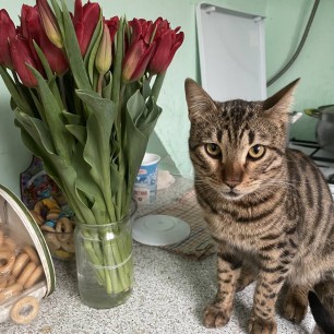Кошки и цветы