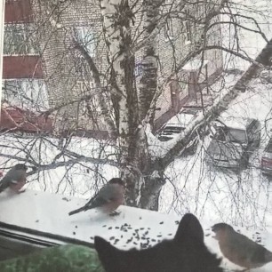 «Пернатые гостьи»