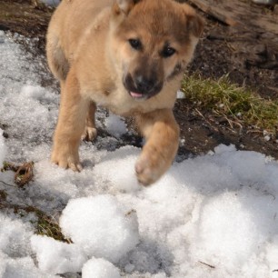 Последний снег