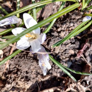 Навстречу весне