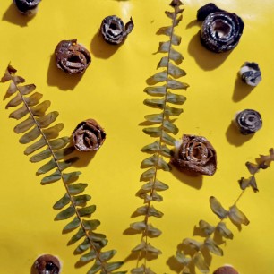 Любимые розы мамы