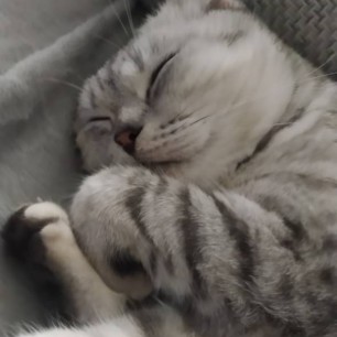Кошка Буся