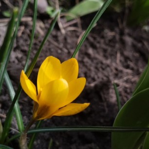 Цветок крокуса