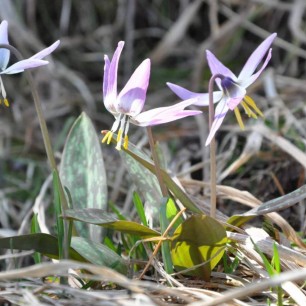 Первое дыхание весны