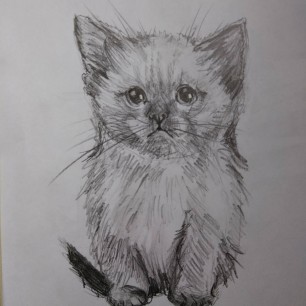 котёнок