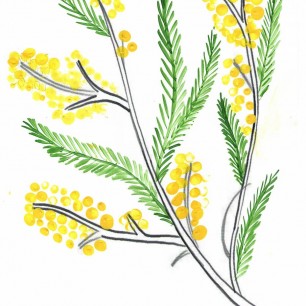 Веточка мимозы