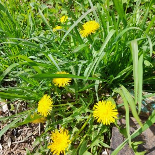 Одуванчики