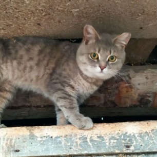 Мой кот Степашка