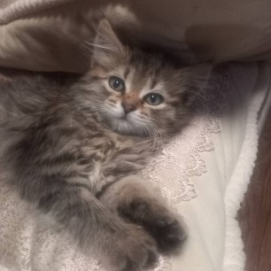 Моя кошечка