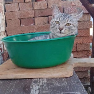 А потом суп с котом