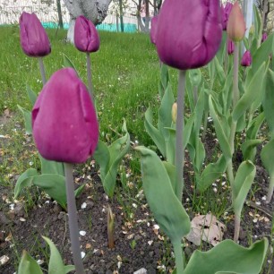 Белгородские тюльпаны