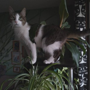 И флора , и фауна в доме