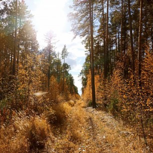 "Красота осеннего леса"