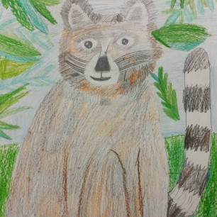 Веселый енот