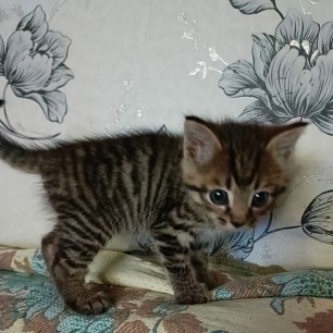 Котя, котенька-коток