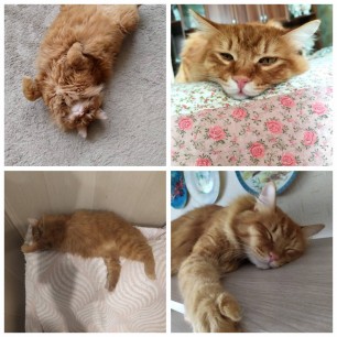 Хорошо быть кошкою ...