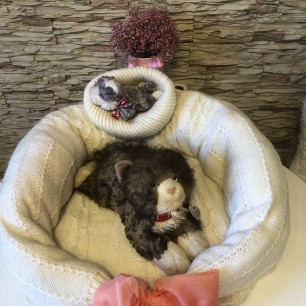 «Лежанка для кота»