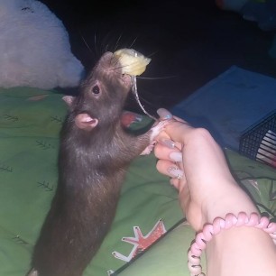 Пельмешка.