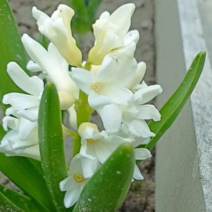 "Белоснежка"