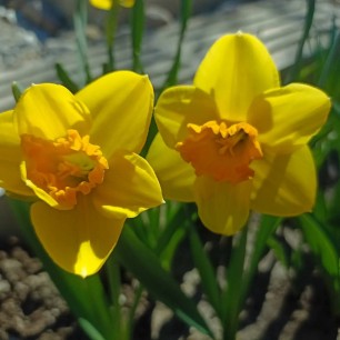 Золото весны