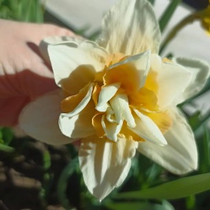 Необыкновенное чудо