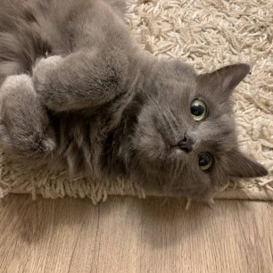 Кошка Элеонора