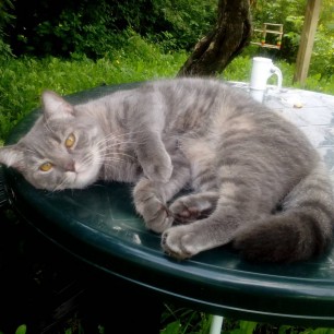 Весенний котик!