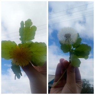 Одуванчик
