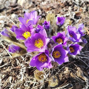 "Дыхание весны"