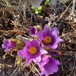 "Первые поцелуи весны"
