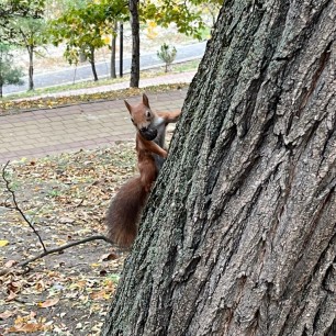 Опять папарацци