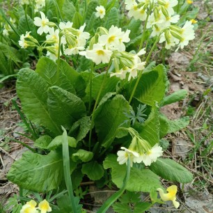 Первоцвет "Примула"