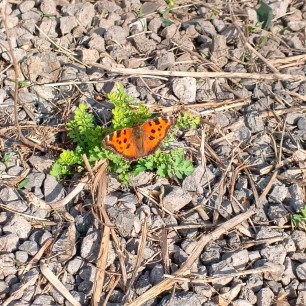 Бабочка красавица