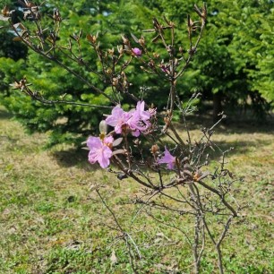 Яркое цветение багульника сибирского