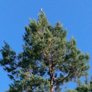 Возвращение домой.