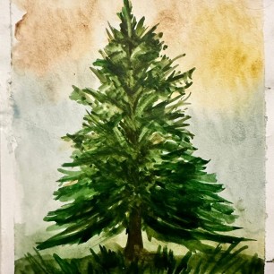 Красавица ель