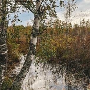 Берёзки на берегу озера
