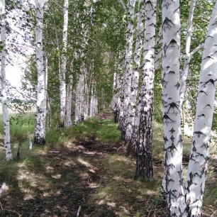Березки красавицы