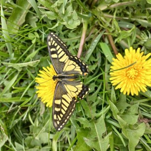 "Сахалинская бабочка"