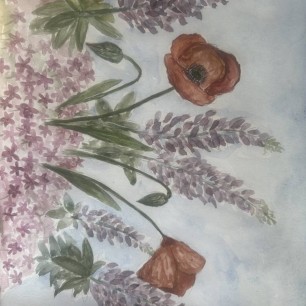 Флоксы, люпины и маки