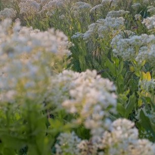 Родное село