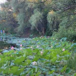 Лотосы