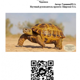 Виртуальная экскурсия для детей старшего дошкольного возраста "Черепаха"