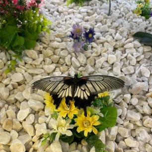 Летняя красавица всем нам очень нравится.