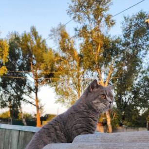 Кошачий деревенский патруль