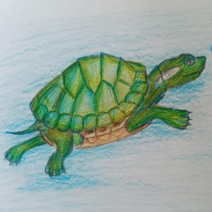 Моя любимая черепашка!