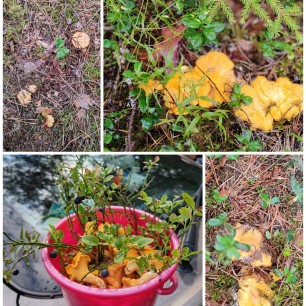 "Лисички-сестрички спрятались в черничке"