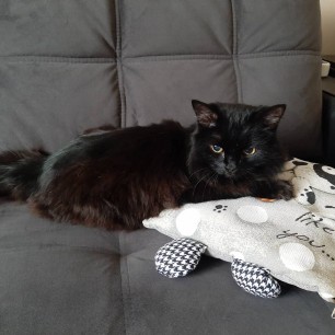 Мой кот "Тимошка"