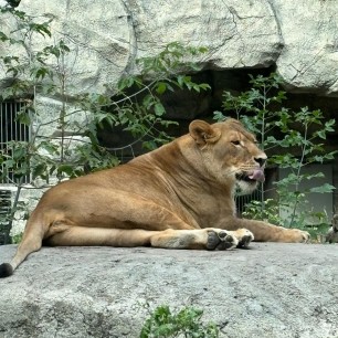 Львица - царица