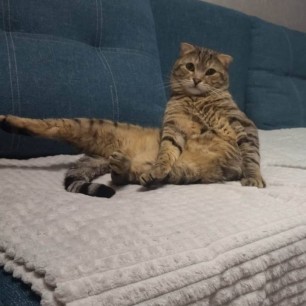 Мой любимый кот